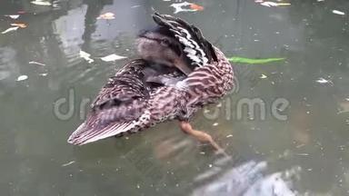 马拉德鸭鸭嘴兽在池塘下翅。